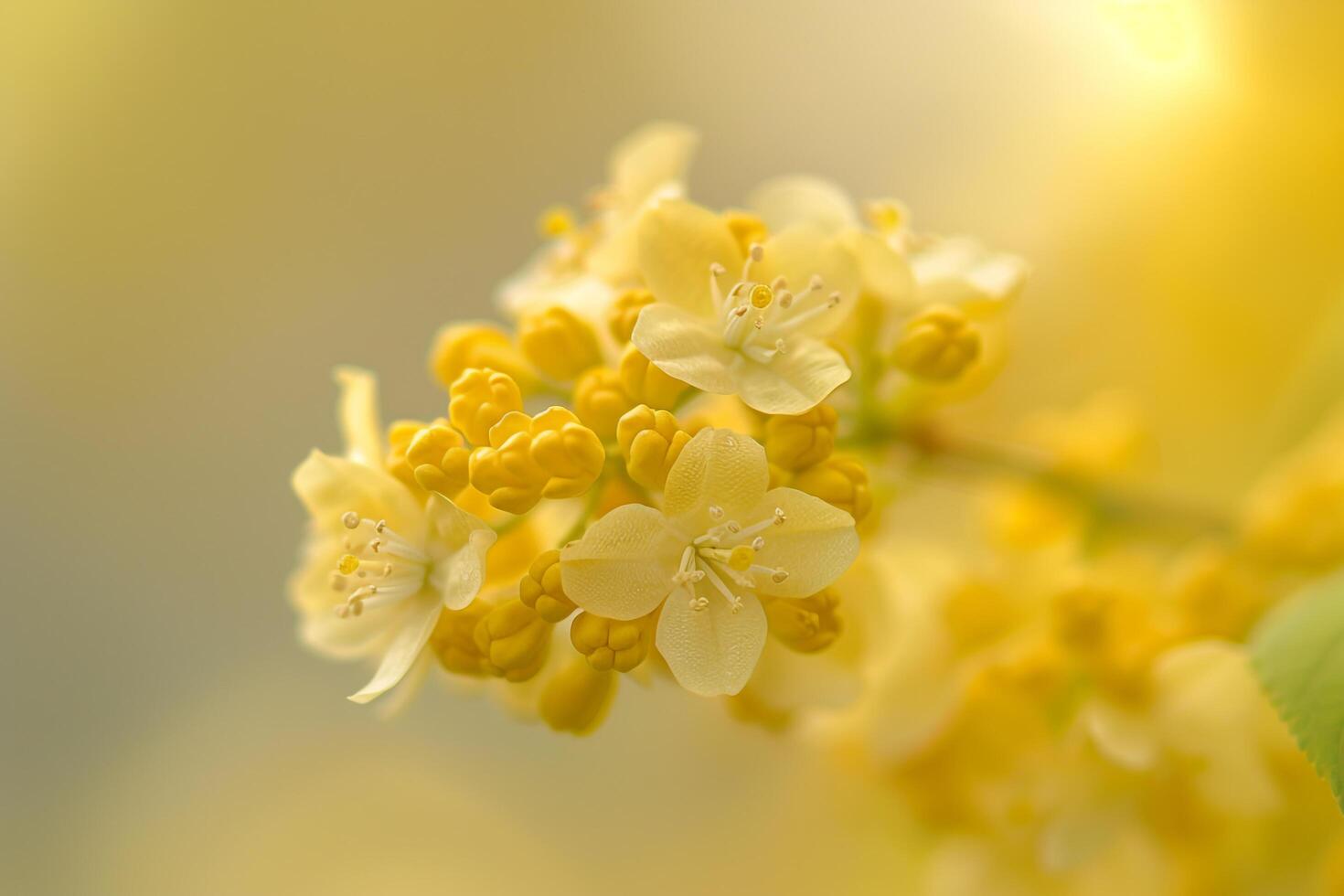 Yellow Viburnum flowers with a  natural background in a garden setting  Nature Background photo