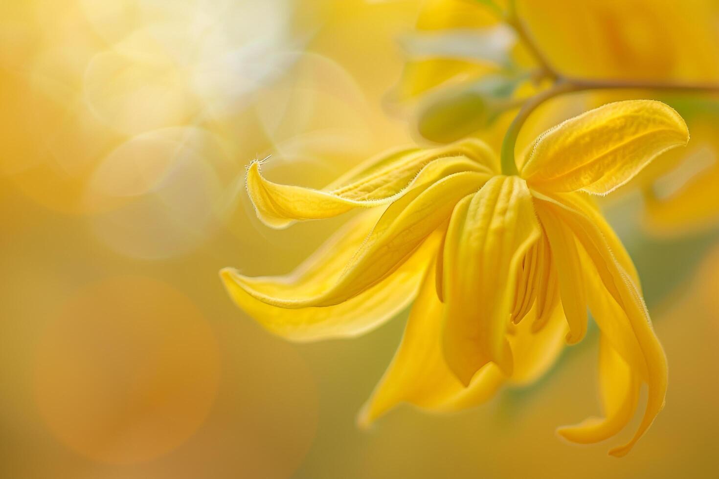 Ylang Ylang flowers with a  natural background in a garden setting  Nature Background photo