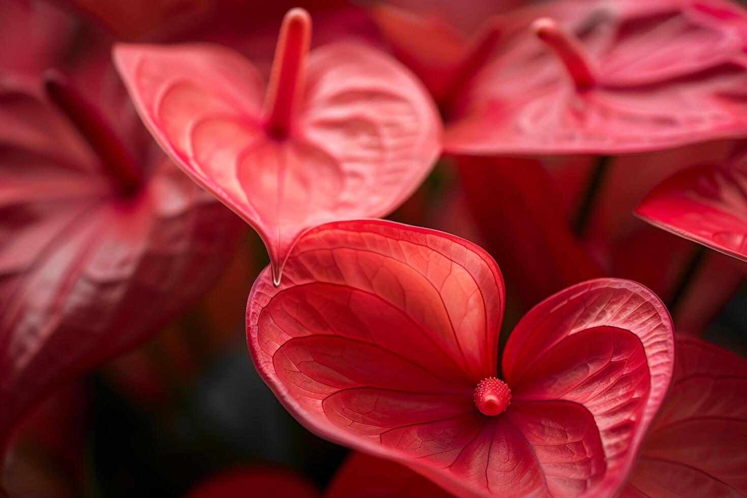 Anthurium Nature Background Featuring Beautiful Red Flowers photo