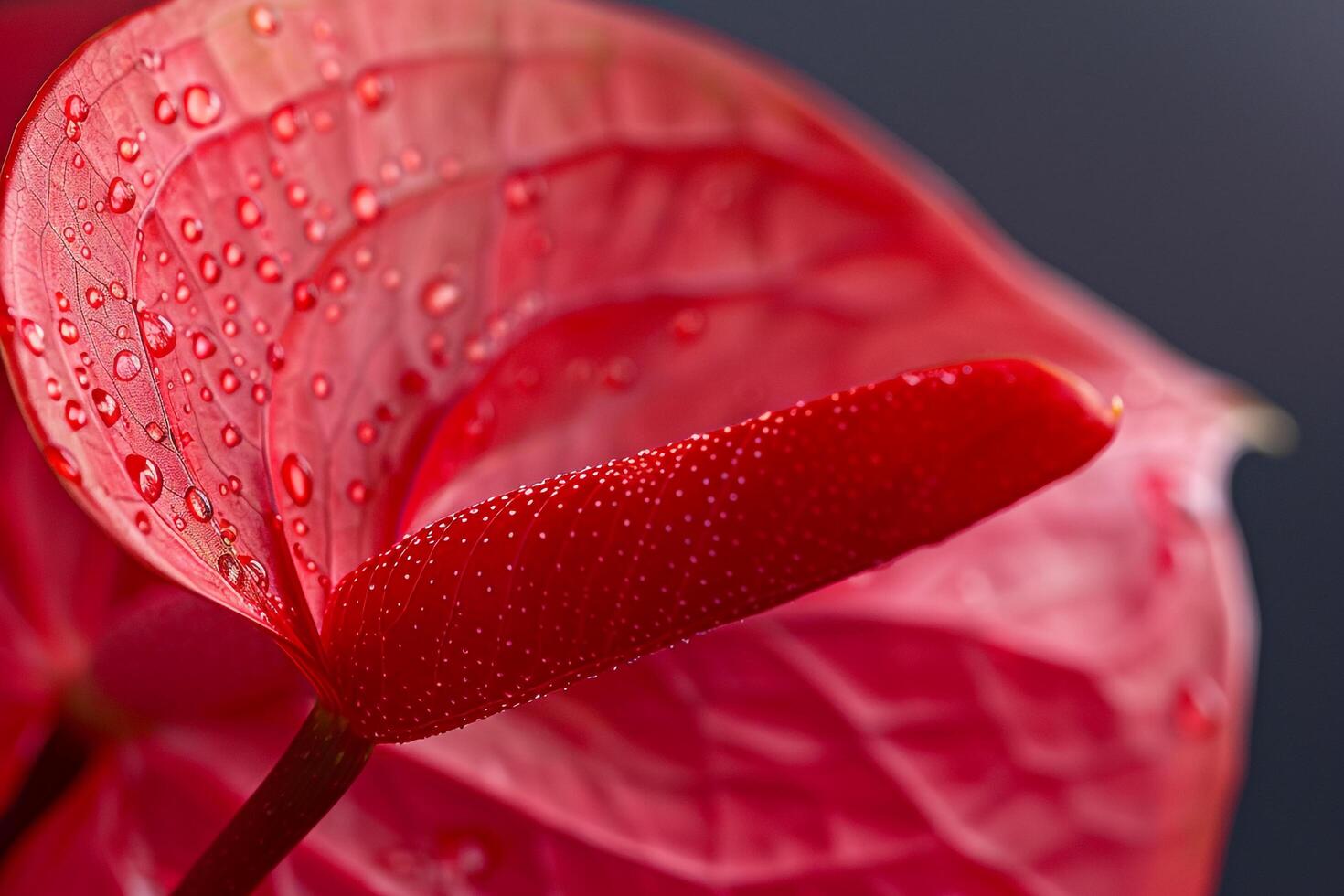 Anthurium Nature Background Featuring Bold Red Flowers photo
