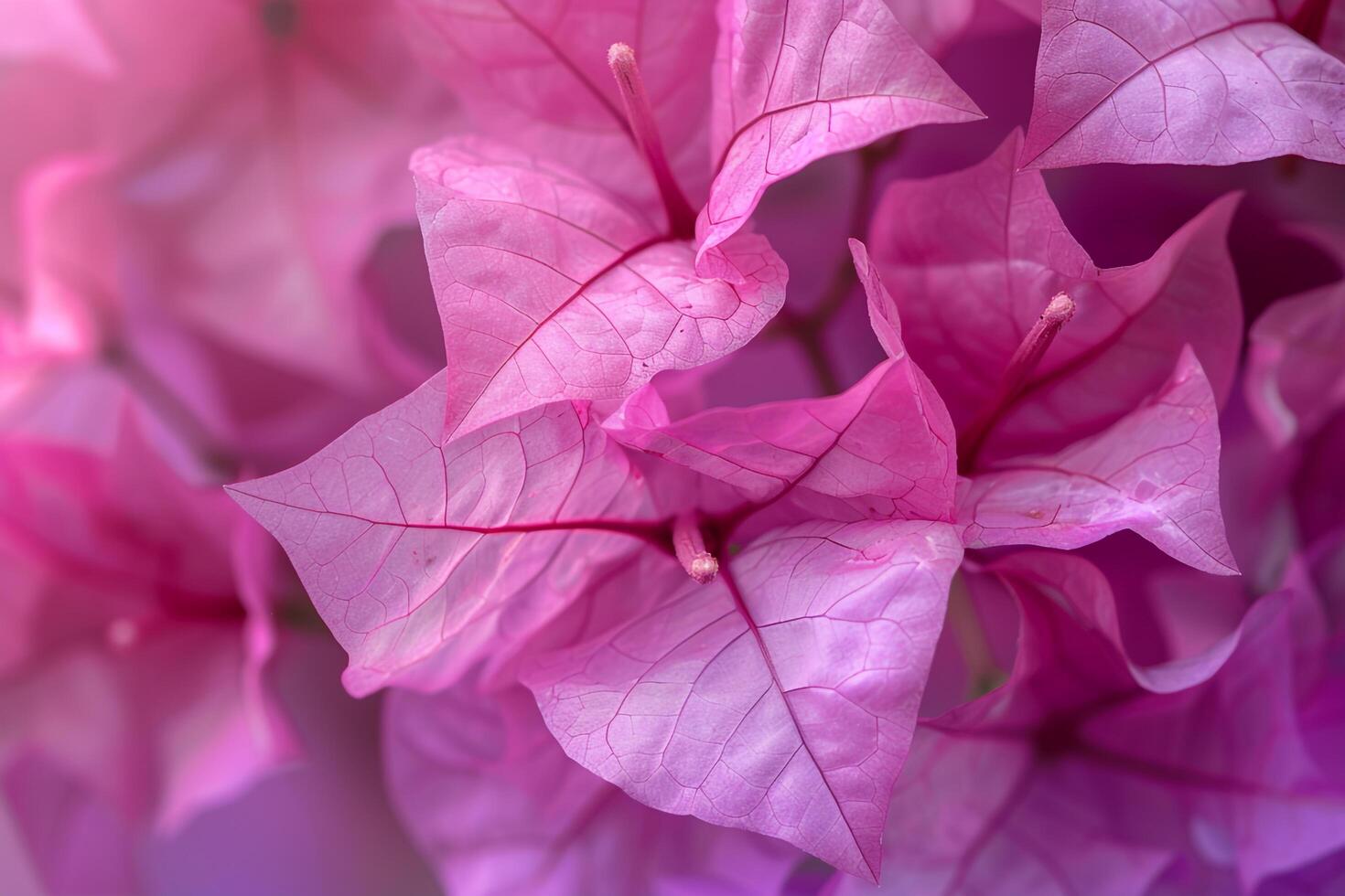 Bougainvillea Nature Background with Stunning Pink and Purple Blooms photo