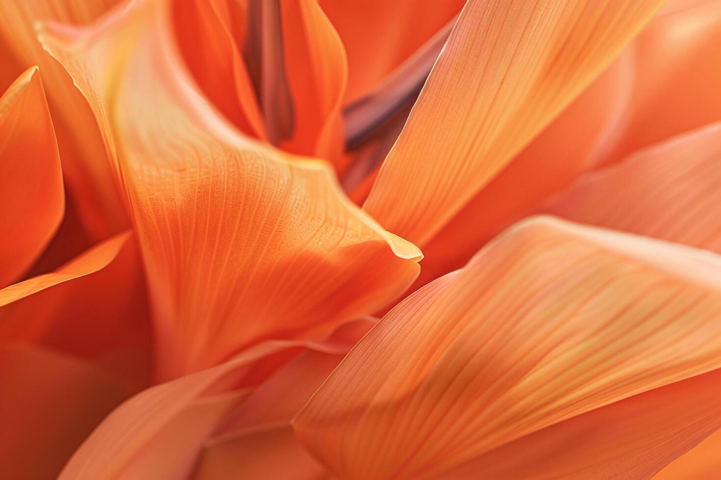 Bird of Paradise Nature Background Featuring Bright Orange Flowers photo