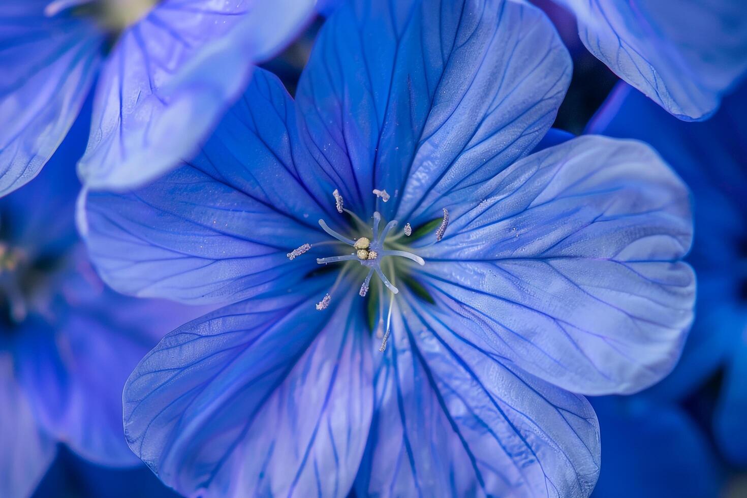 Flax Flower Nature Background Featuring Light Blue Blooms photo