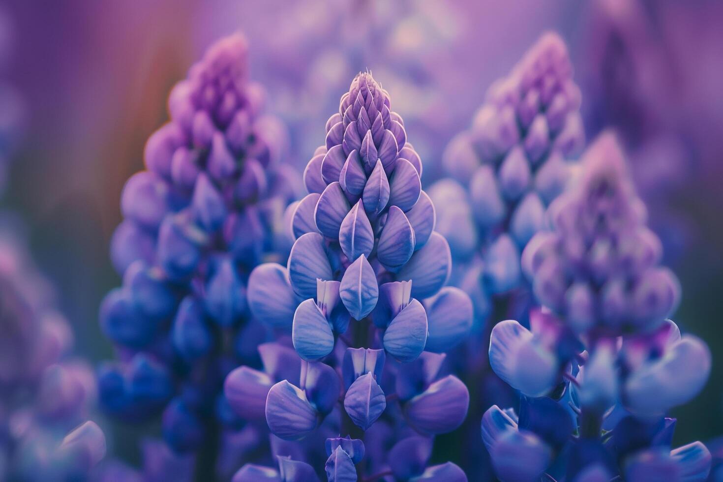 Lupine Nature Background with Beautiful Purple Blooms photo