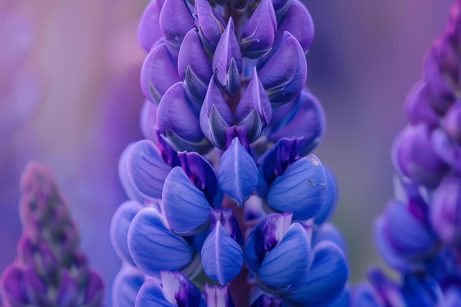Lupine Nature Background Featuring  Purple Flowers photo