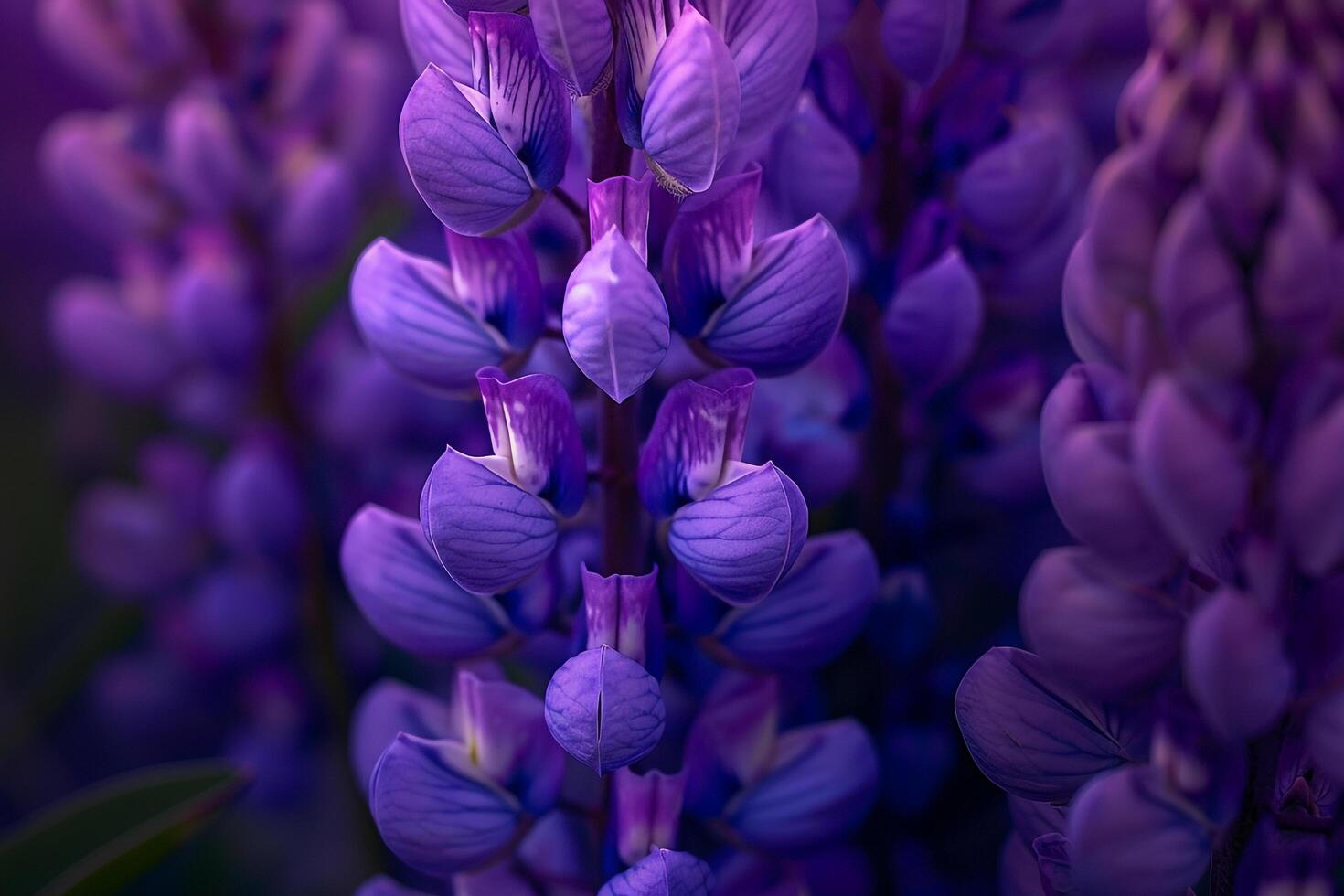 Lupine Nature Background Featuring Bright Purple Flowers photo