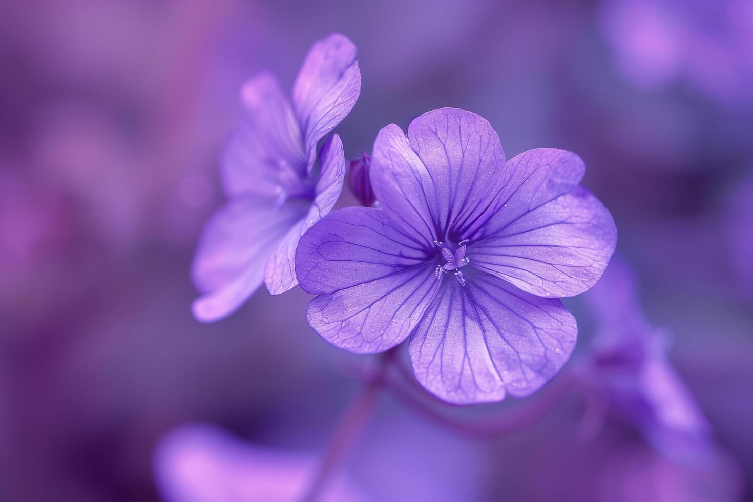 Violet Nature Background with Elegant Purple Blooms photo