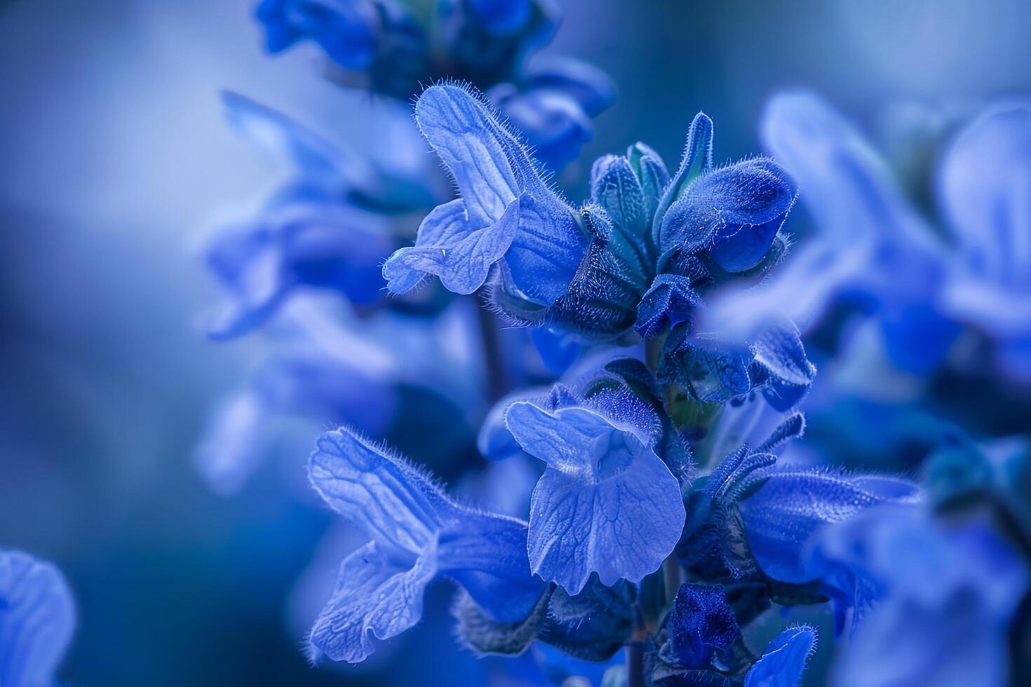 Salvia Nature Background with Bold Purple and Red Flowers photo