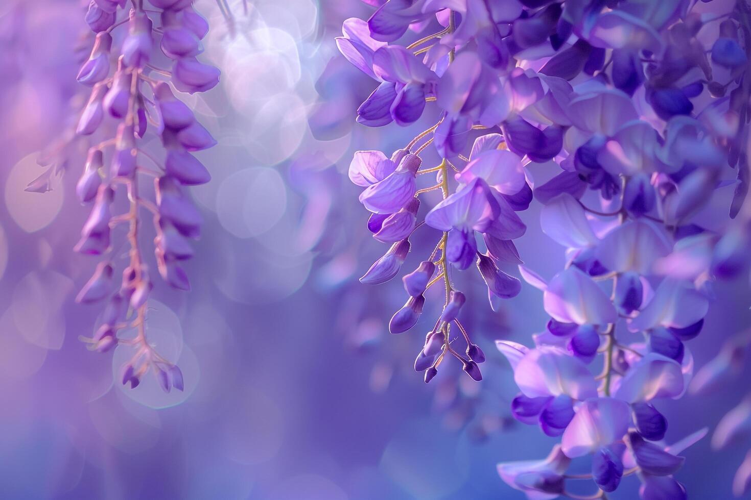 Wisteria Nature Background Featuring Stunning Purple Flowers photo
