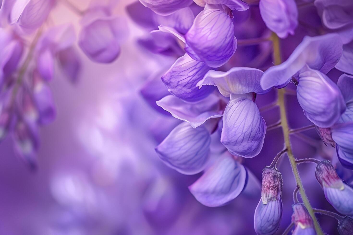 Wisteria Nature Background Featuring Beautiful Purple Blooms photo
