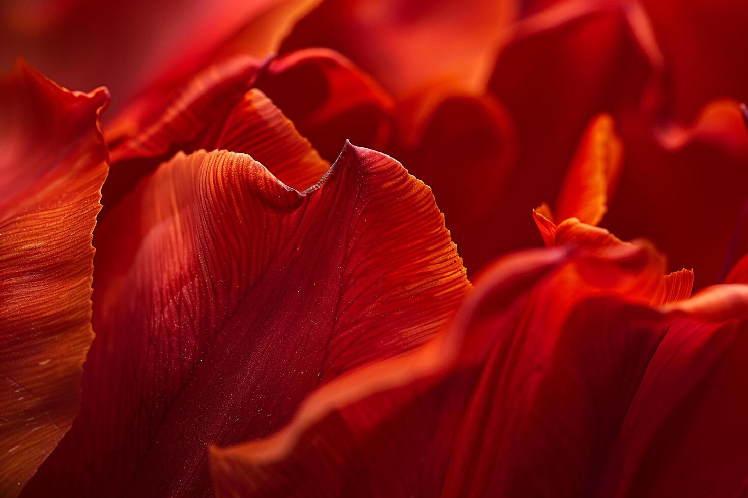 Tulip Petals Nature Background with Stunning Blooms photo