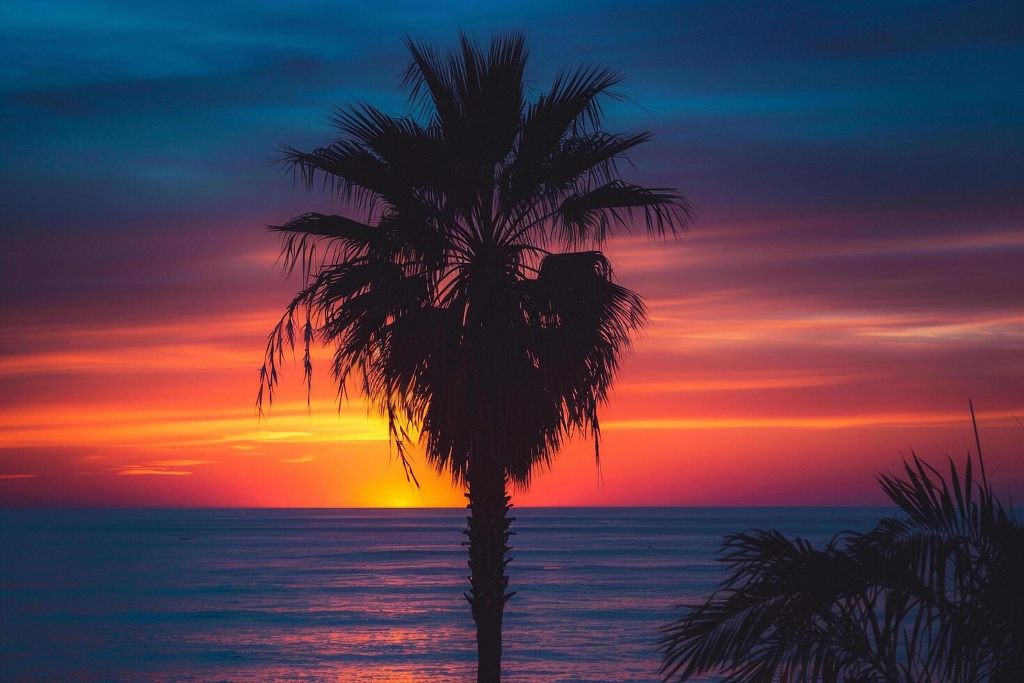 Palm tree silhouette against a  sunset on the horizon nature background photo