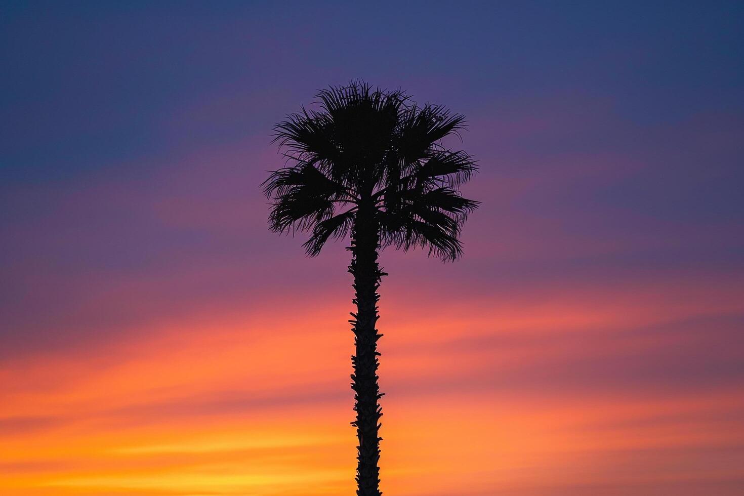 Single palm tree silhouette against a  sunset nature background photo