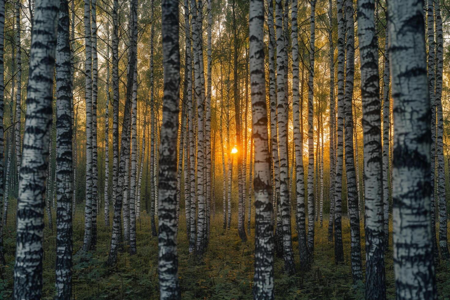 Sunset Through Canopy of Birch Trees Nature Background photo