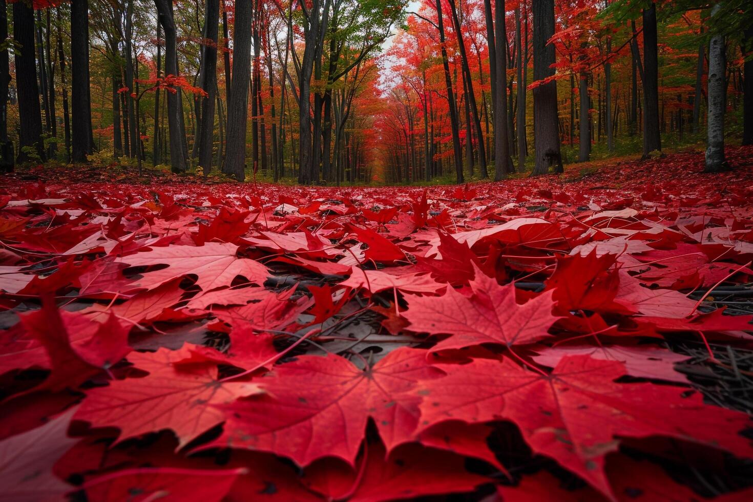 Red Maple Leaves Carpeting Forest Floor Autumn Foliage  Colors Nature Background photo