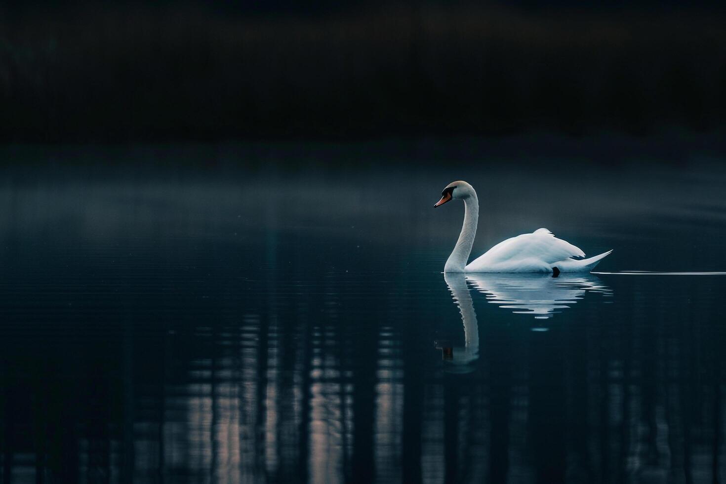 Graceful Swan Gliding Across a Serene Pond Its Reflection Mirrored Perfectly in the Still Water Nature Background photo