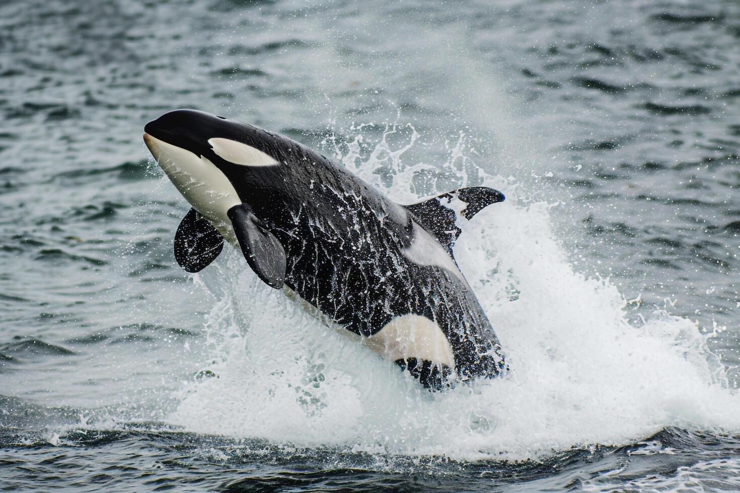 Orca Breaching the Ocean Surface with Water Splashing Around Marine Wildlife Background photo