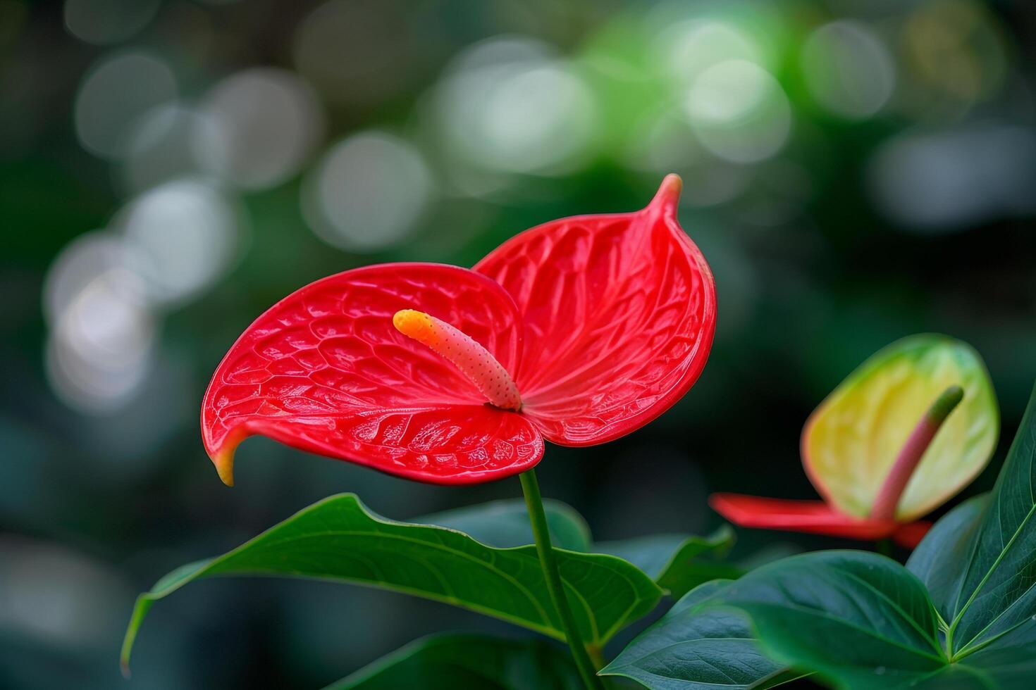 Bright Red Anthurium Flower in Tropical Rainforest Nature Background photo