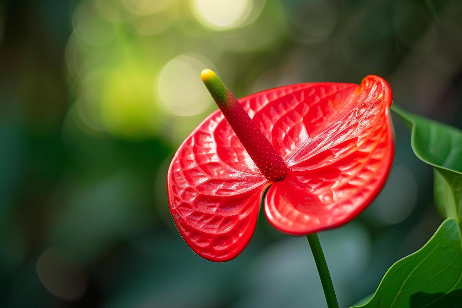 Bright Red Anthurium Flower in Tropical Rainforest Nature Background photo