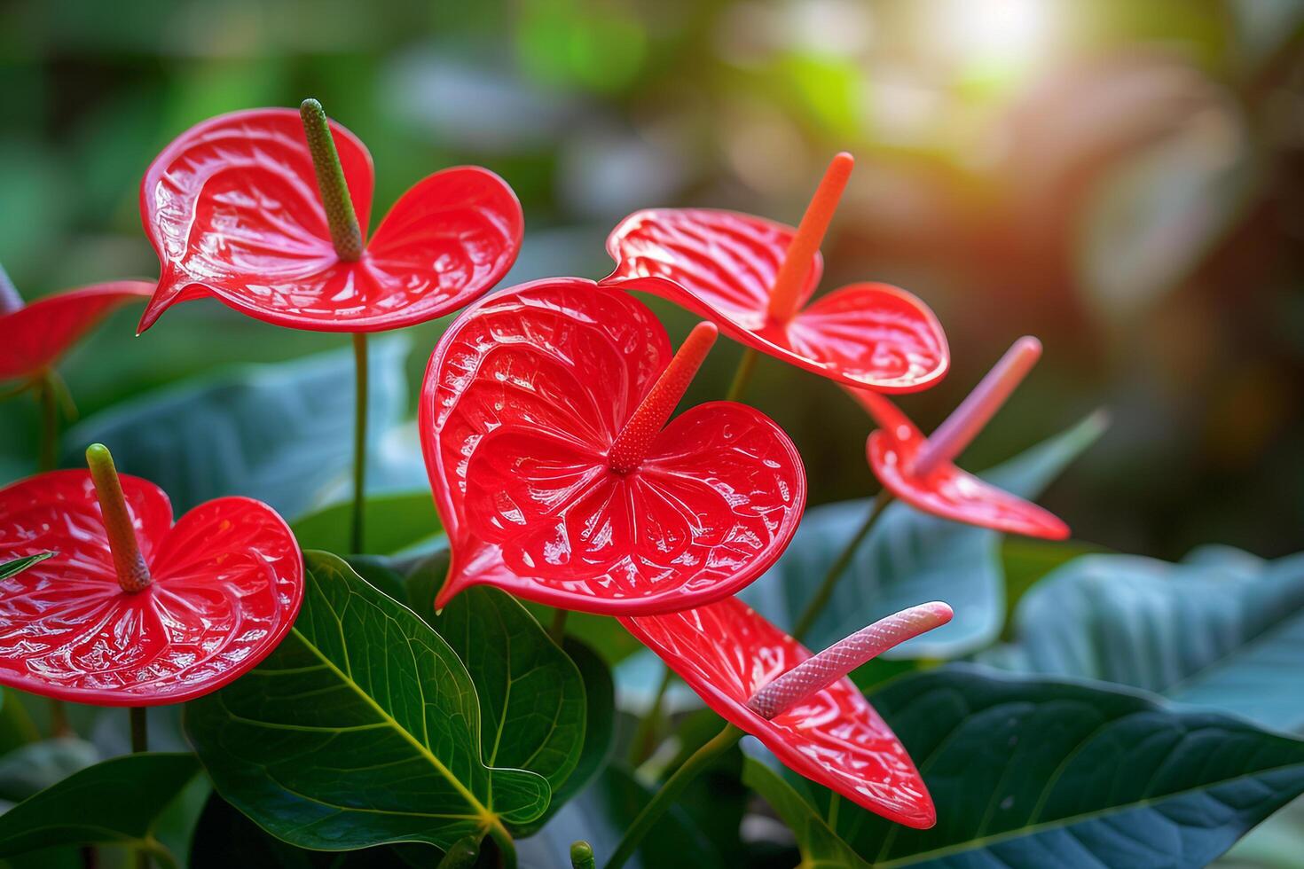 Bright Red Anthurium Flower in Tropical Rainforest Nature Background photo