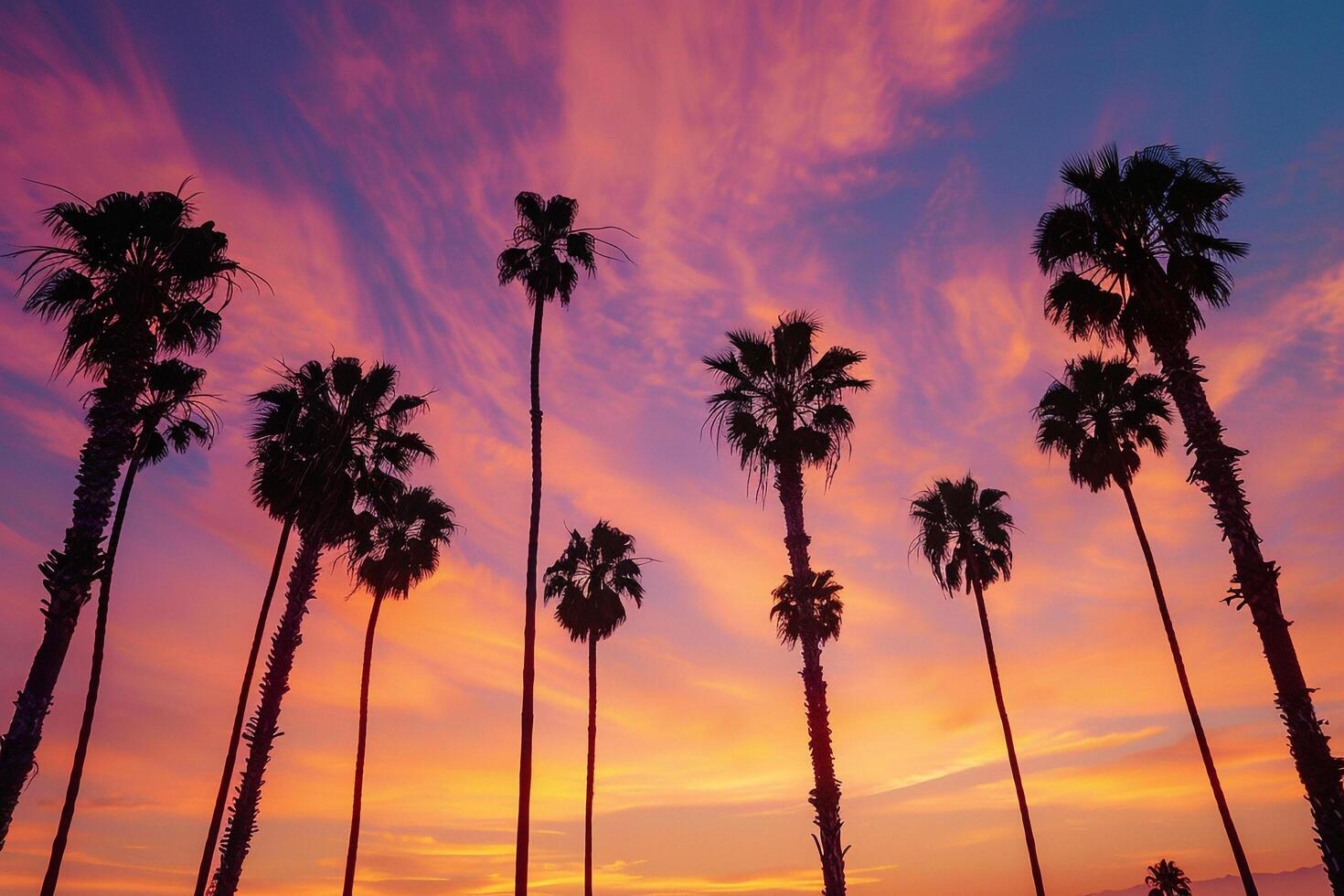 Tall Palm Trees Lining the Beach Silhouetted Against a  Sunset Sky Nature Background photo