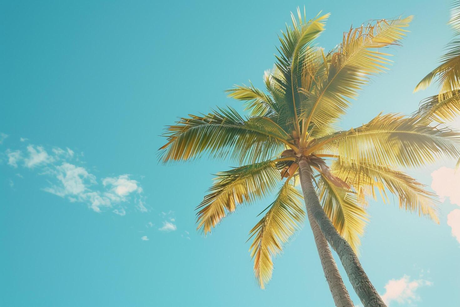 Tropical Palm Trees Against a Clear Blue Sky Nature Background photo