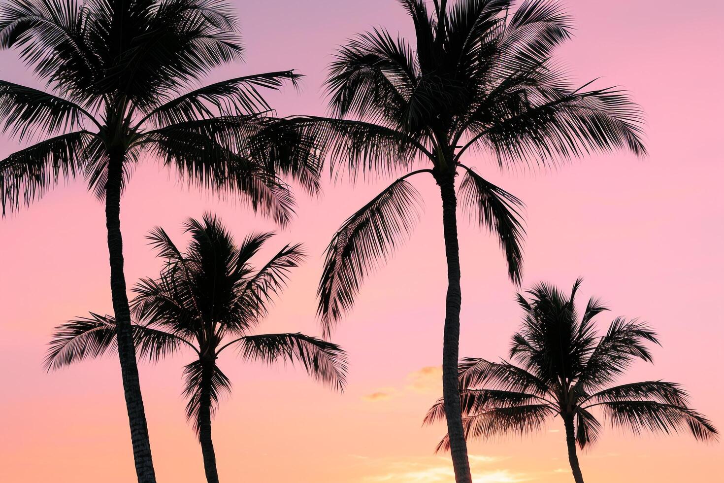 Palm Trees Silhouetted Against Pink Sunset Sky Dramatic Tropical  Nature Background photo
