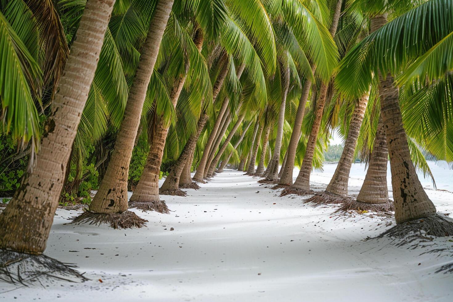 Coconut Trees Lining White Sandy Beach Tropical Paradise  Nature Background photo