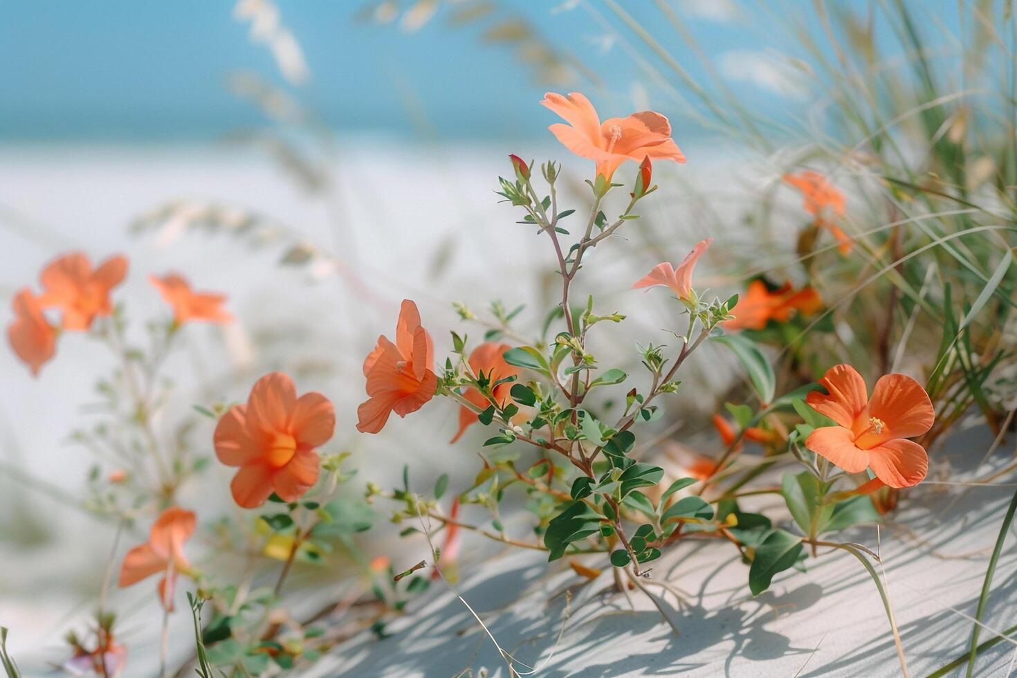 Nature Background of  Tropical Flowers Growing on the Dunes of a Sandy Beach Nature Background photo