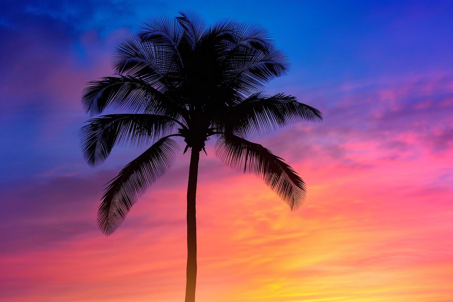 Single palm tree silhouette against a  sunset nature background photo
