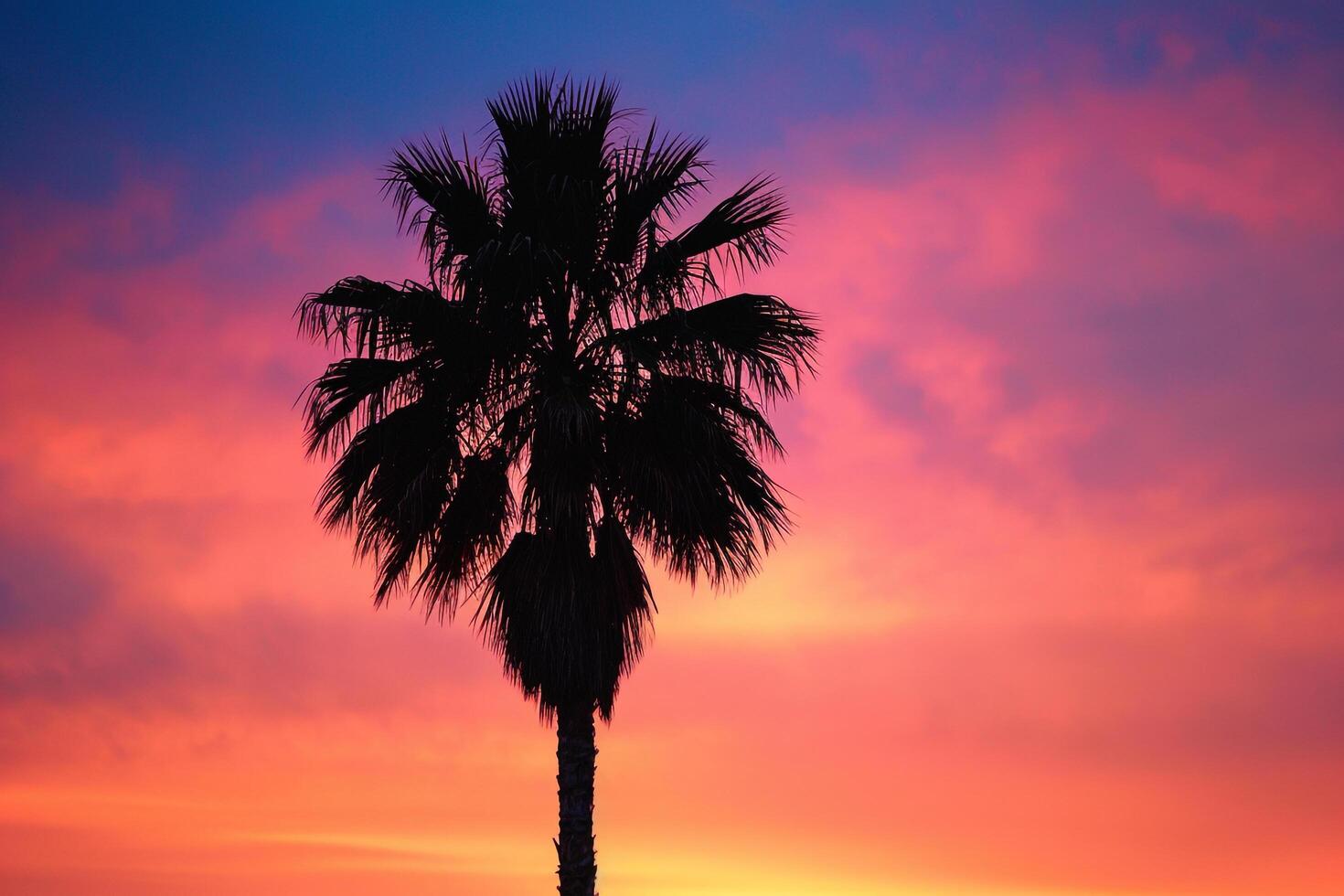 Single palm tree silhouette against a  sunset nature background photo