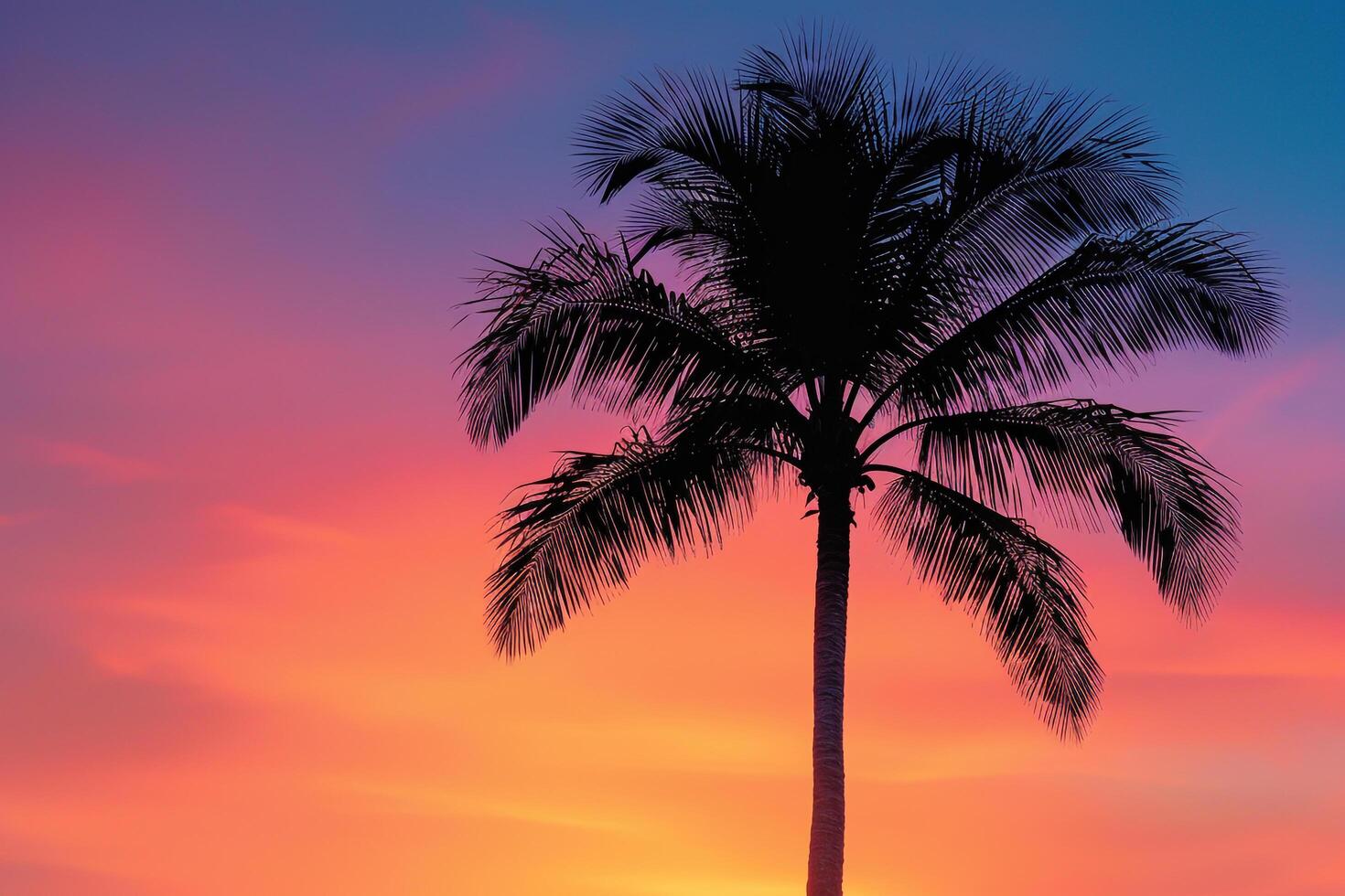 Single palm tree silhouette against a  sunset nature background photo