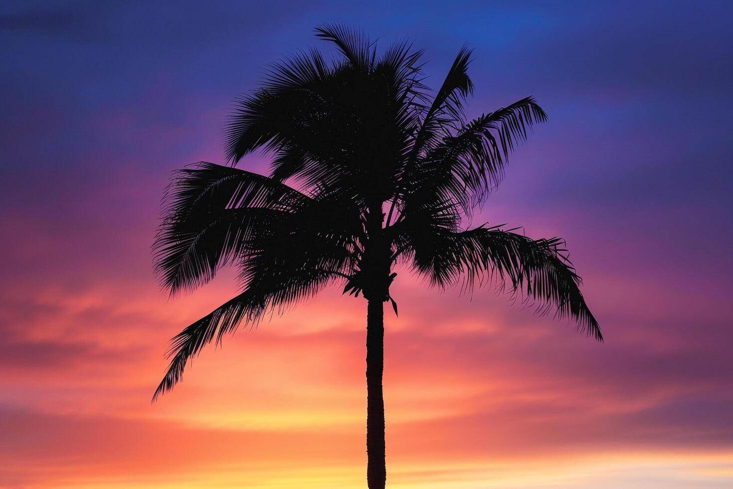 Single palm tree silhouette against a  sunset nature background photo