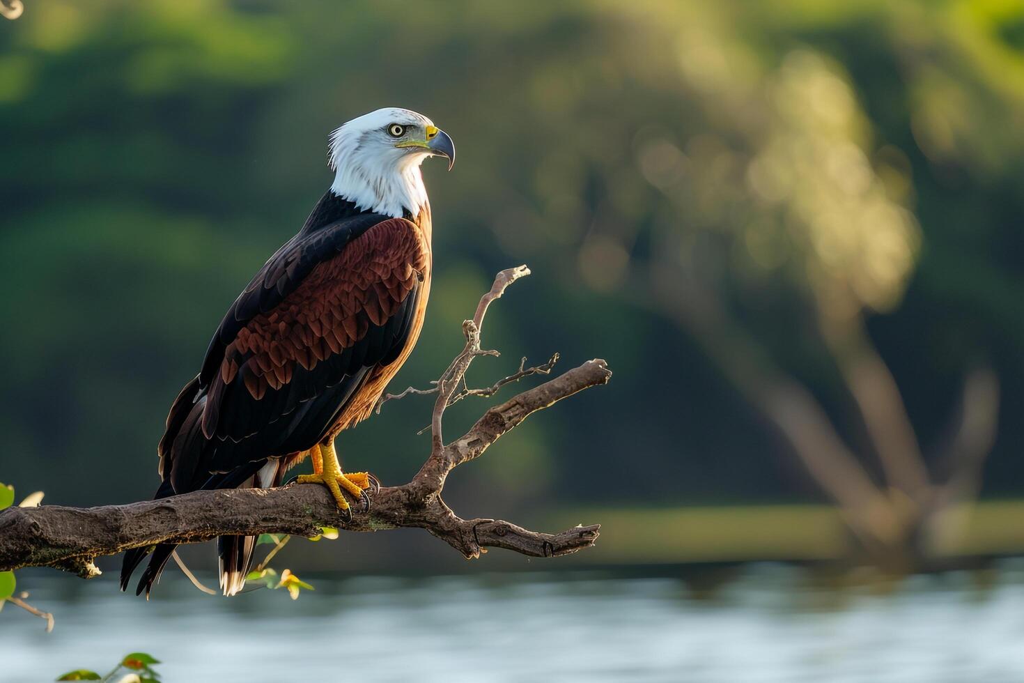 African Fish Eagle Perched on Branch Overlooking Lake   Nature Background photo