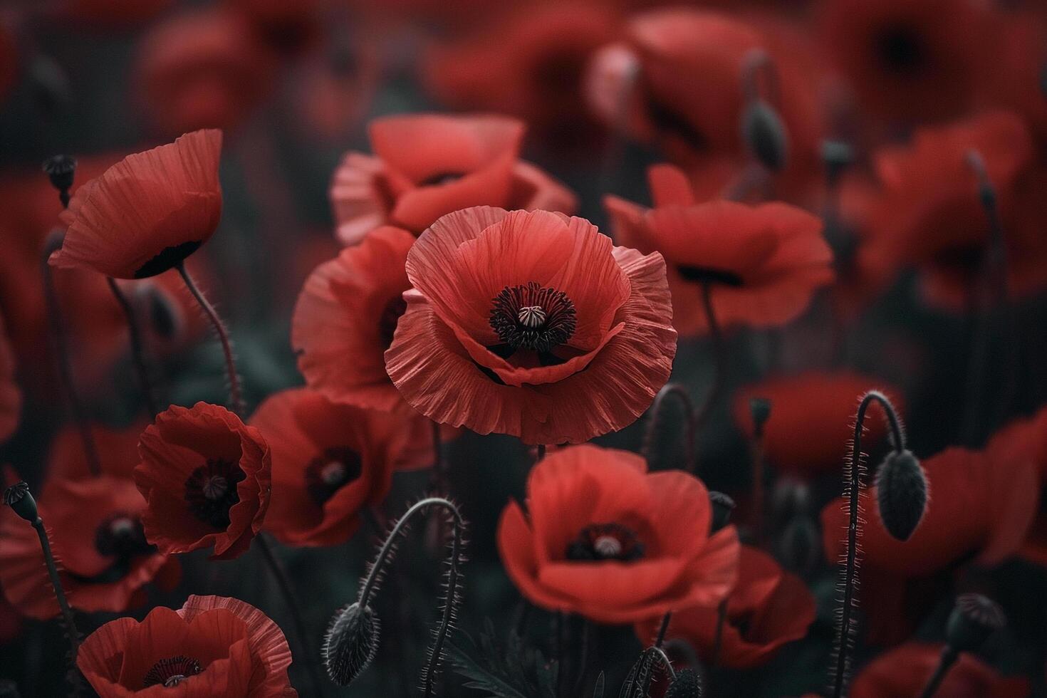 Nature Background of Poppy Flowers in Shades of Red with Delicate Petals and Dark Centers Background Nature photo