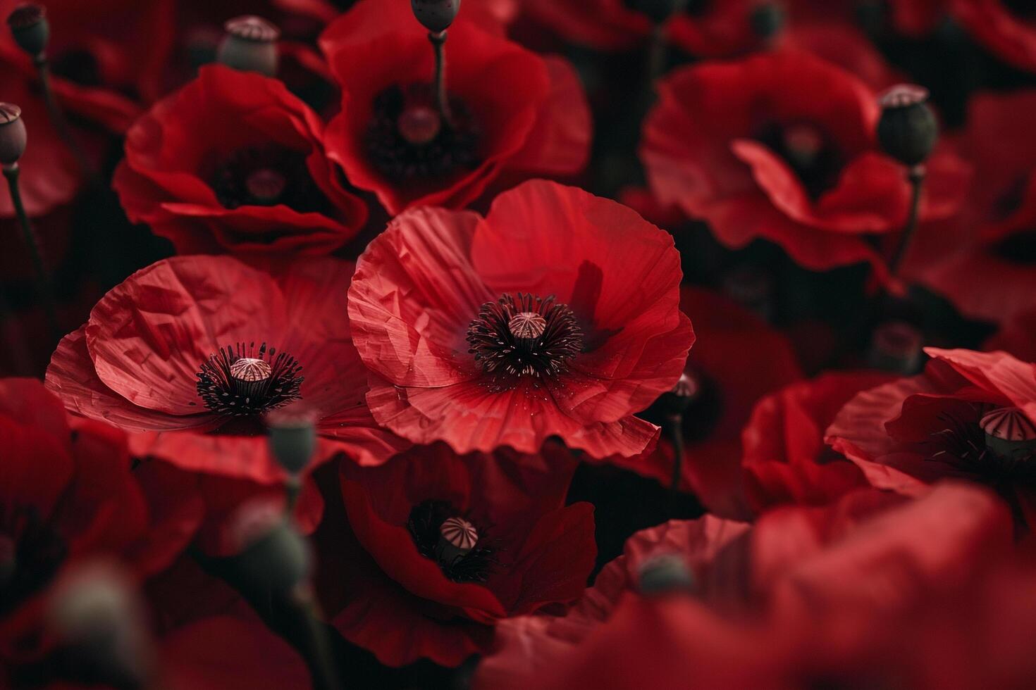 Nature Background of Poppy Flowers in Shades of Red with Delicate Petals and Dark Centers Background Nature photo