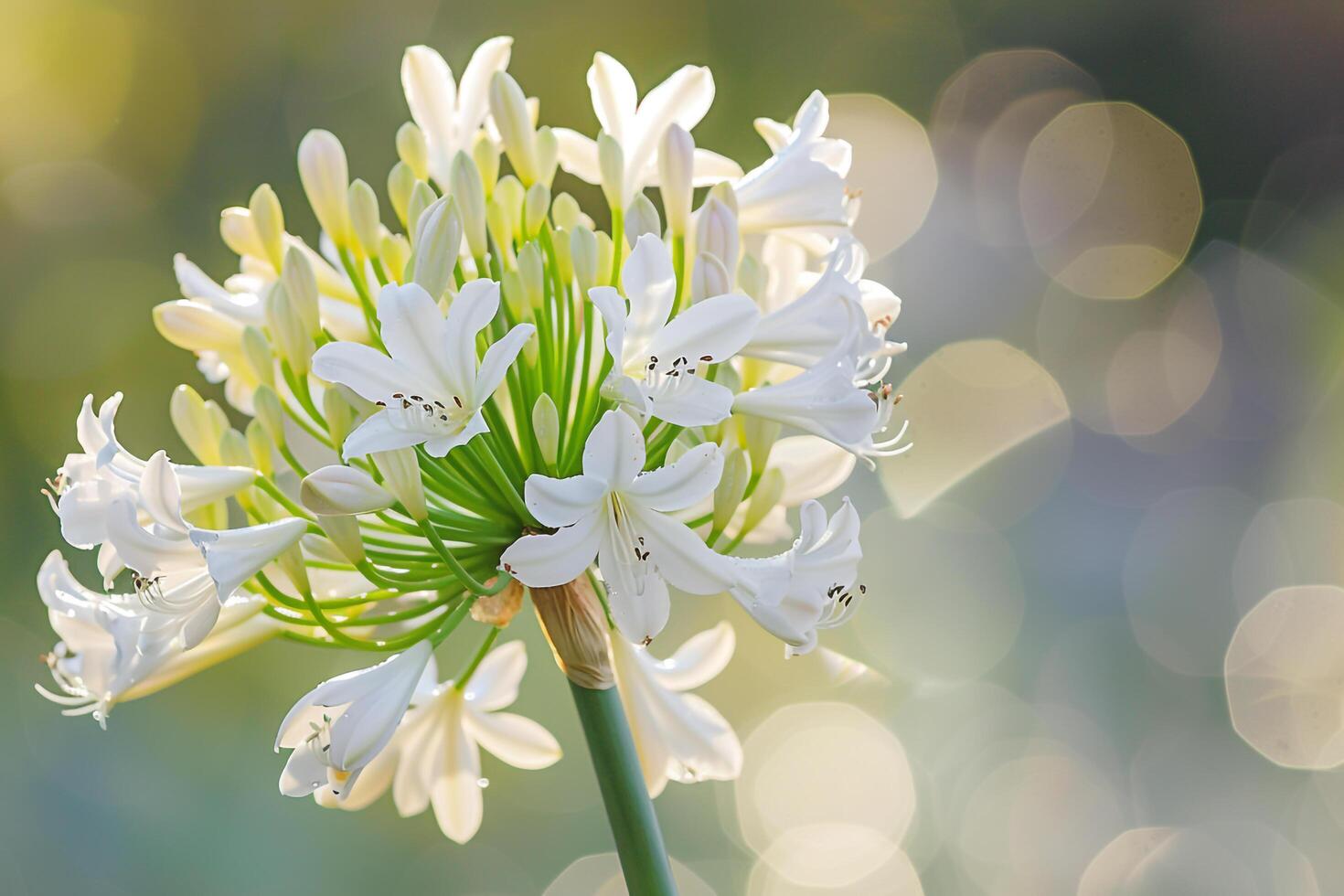 Nature Background of Agapanthus Flower Cluster with Gentle Bokeh Background Nature photo