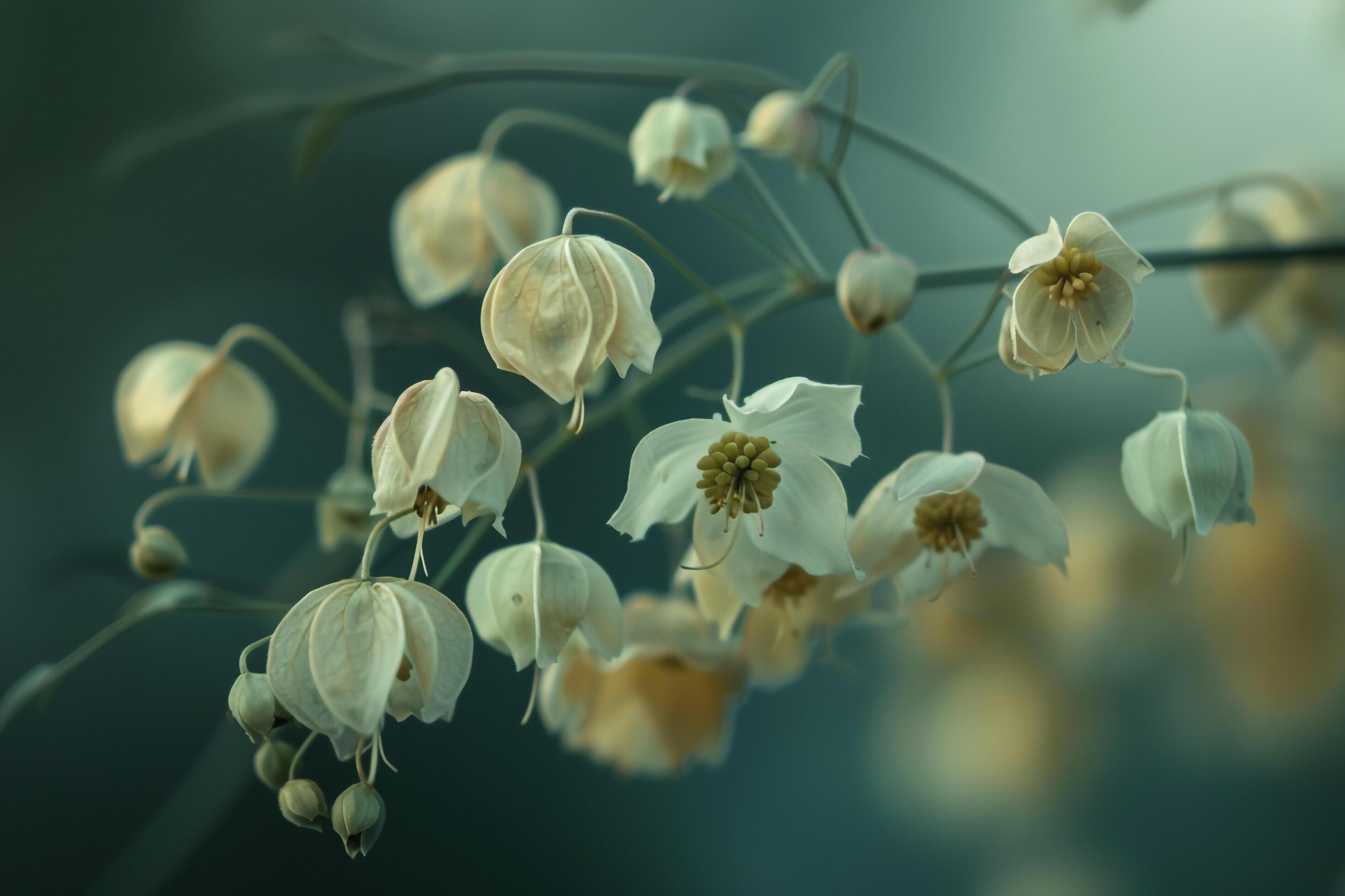 Breathtaking Honesty Seeds Picture for Your Screen Breathtaking Honesty Seeds Picture for Your Screen