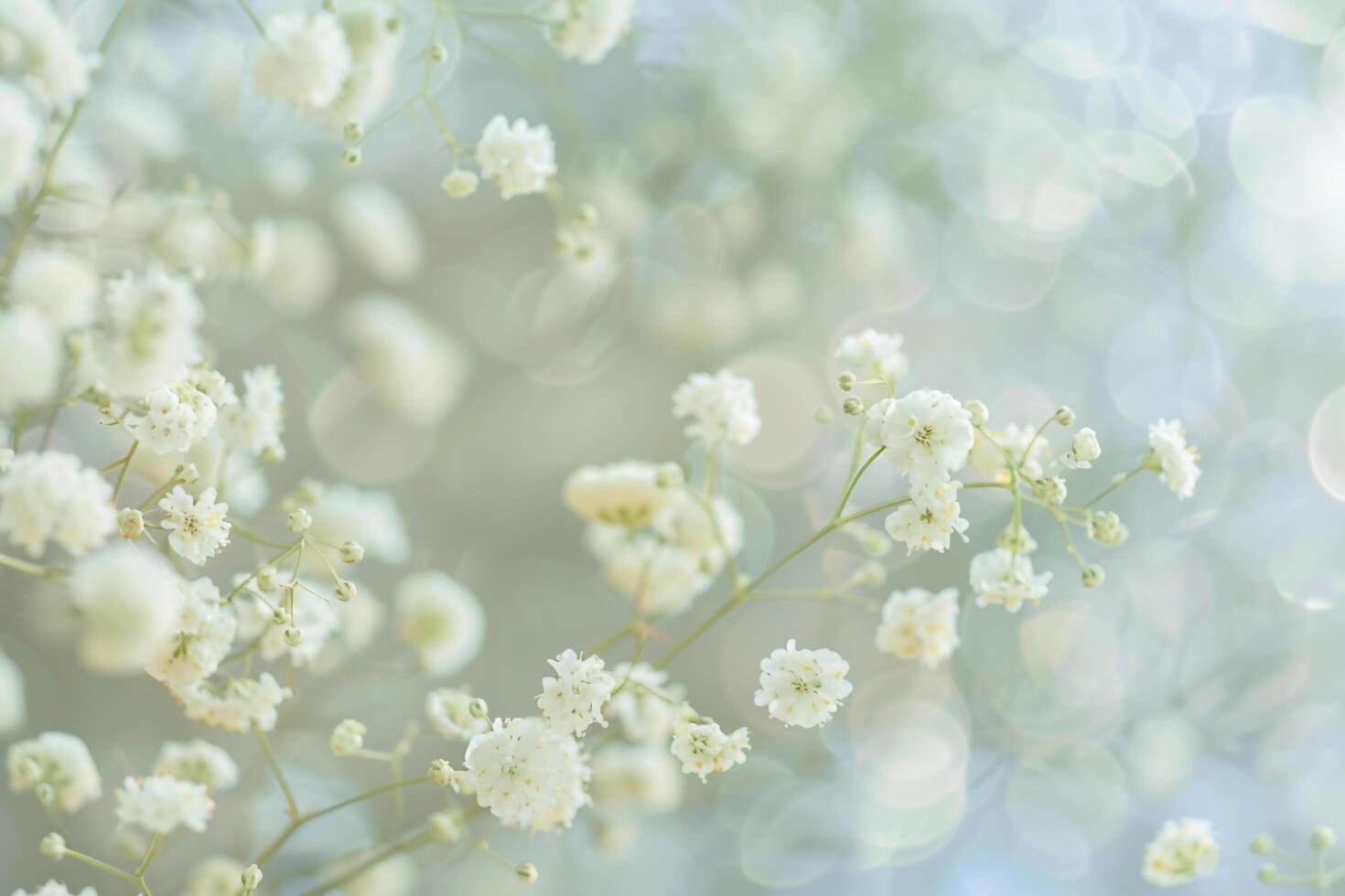Nature Background of Delicate Babys Breath Flowers with Soft Bokeh Background photo