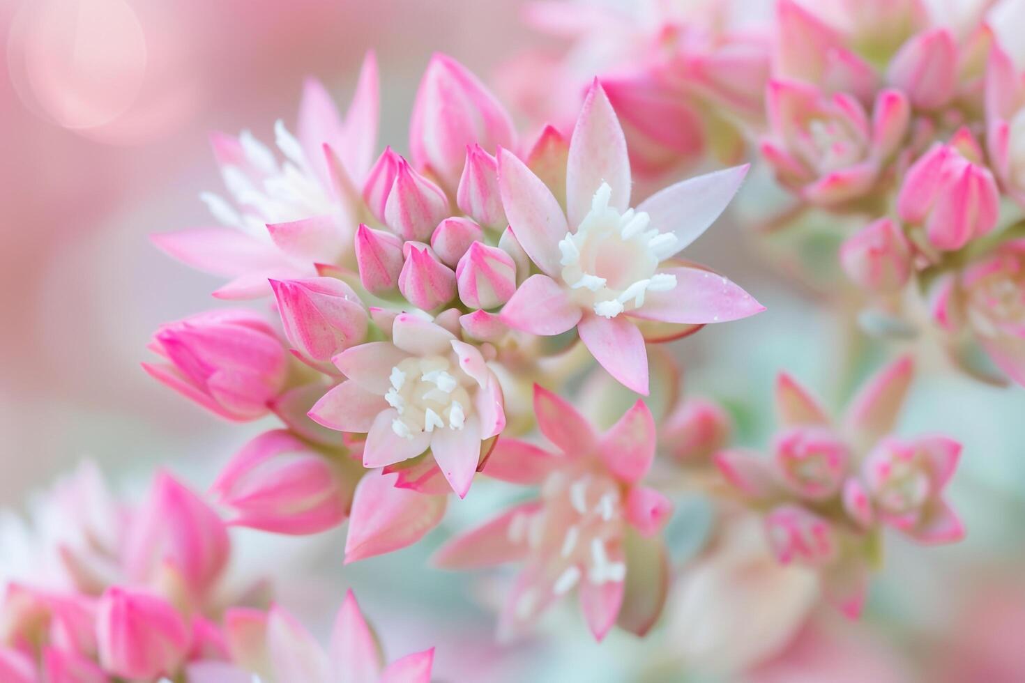 Sedum flowers with starshaped clusters in shades of pink and white. nature background photo