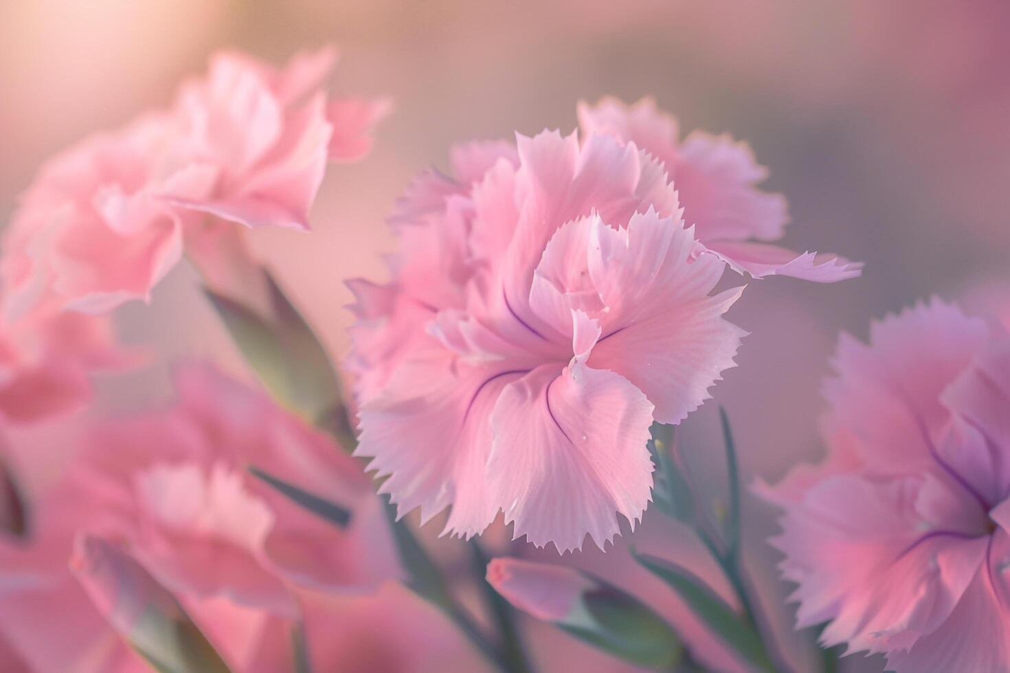 Nature background of Dianthus flowers with delicate pink petals photo