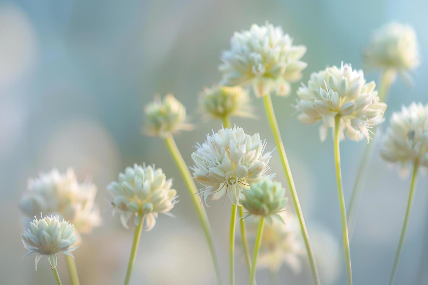 Nature Background of Delicate Bishops Weed Flowers with Shallow Depth of Field photo