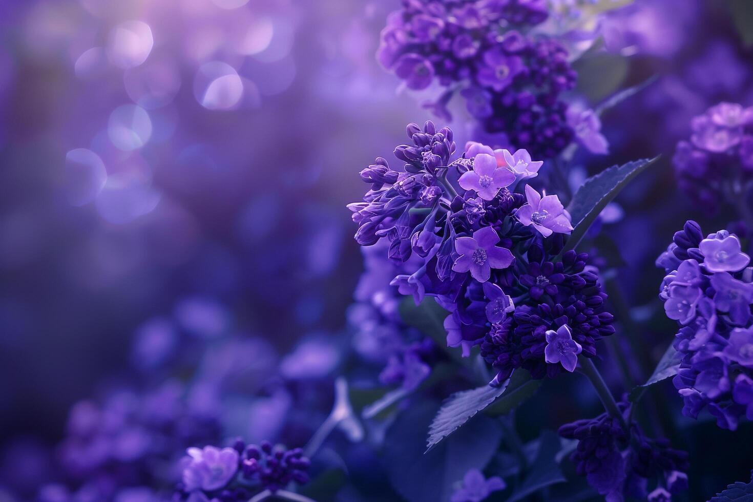 Heliotrope flowers with clusters of purple blooms background Nature photo