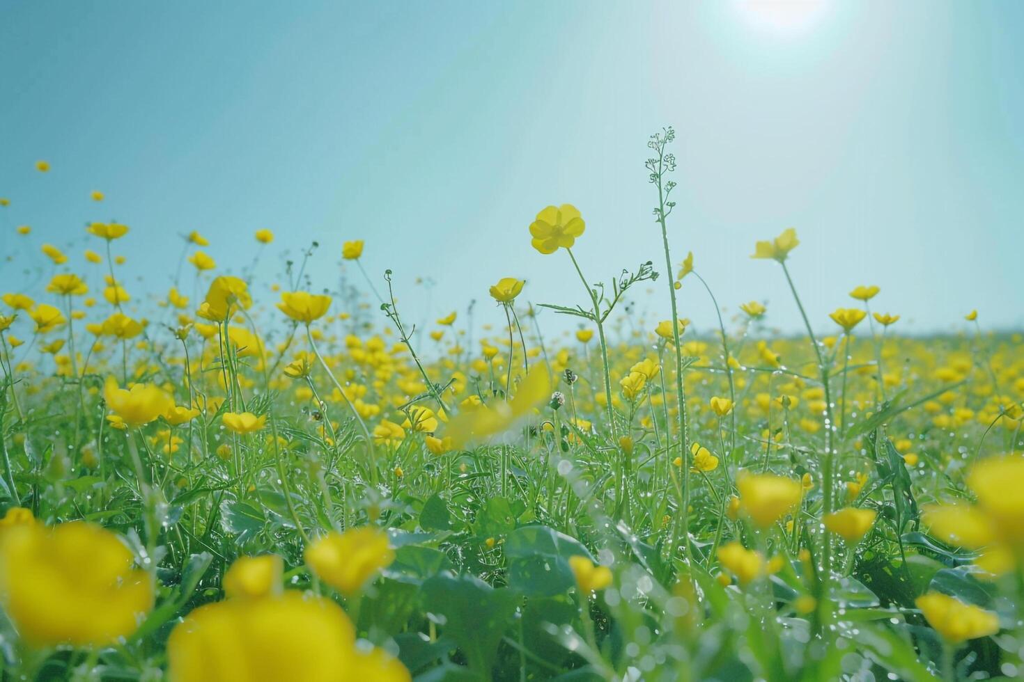 Meadow filled with Buttercup flowers under a clear blue sky background Nature photo
