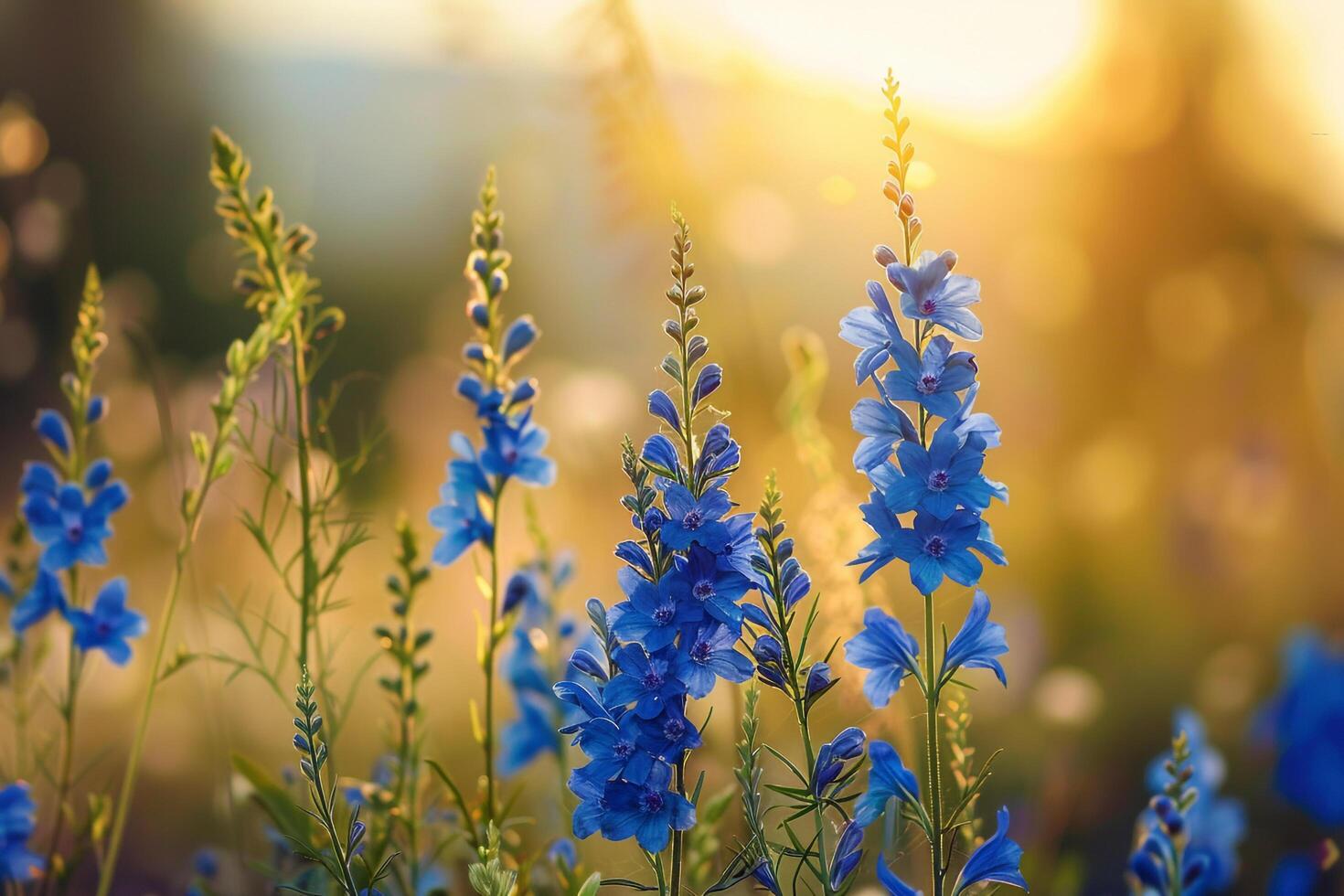 Larkspur flowers with tall spikes of blue blooms in a meadow nature background photo
