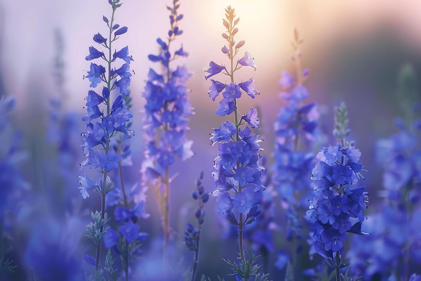Larkspur flowers with tall spikes of blue blooms in a meadow nature background photo