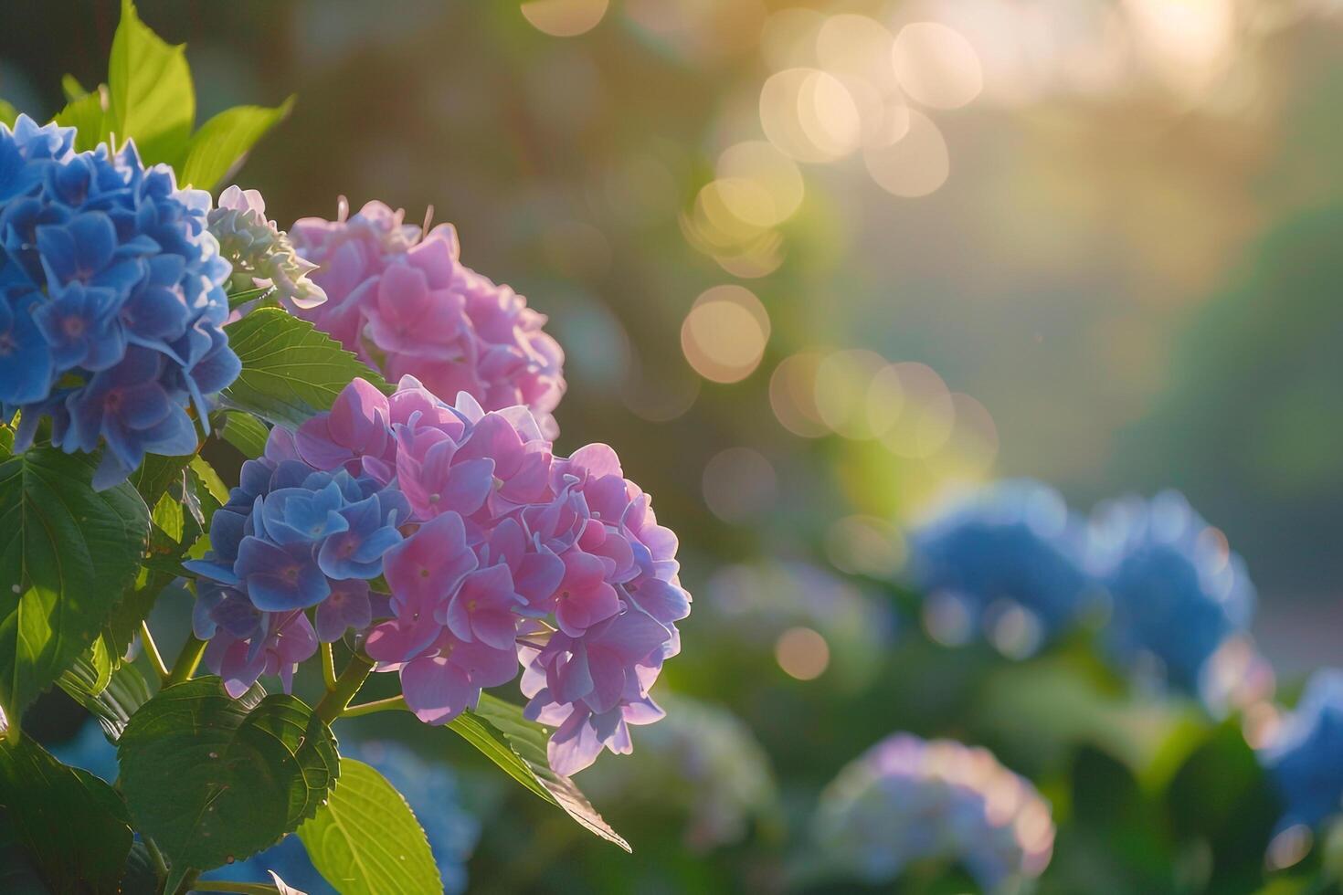 Hydrangea Flowers in a Garden with Blue and Pink Clusters. Nature Background photo