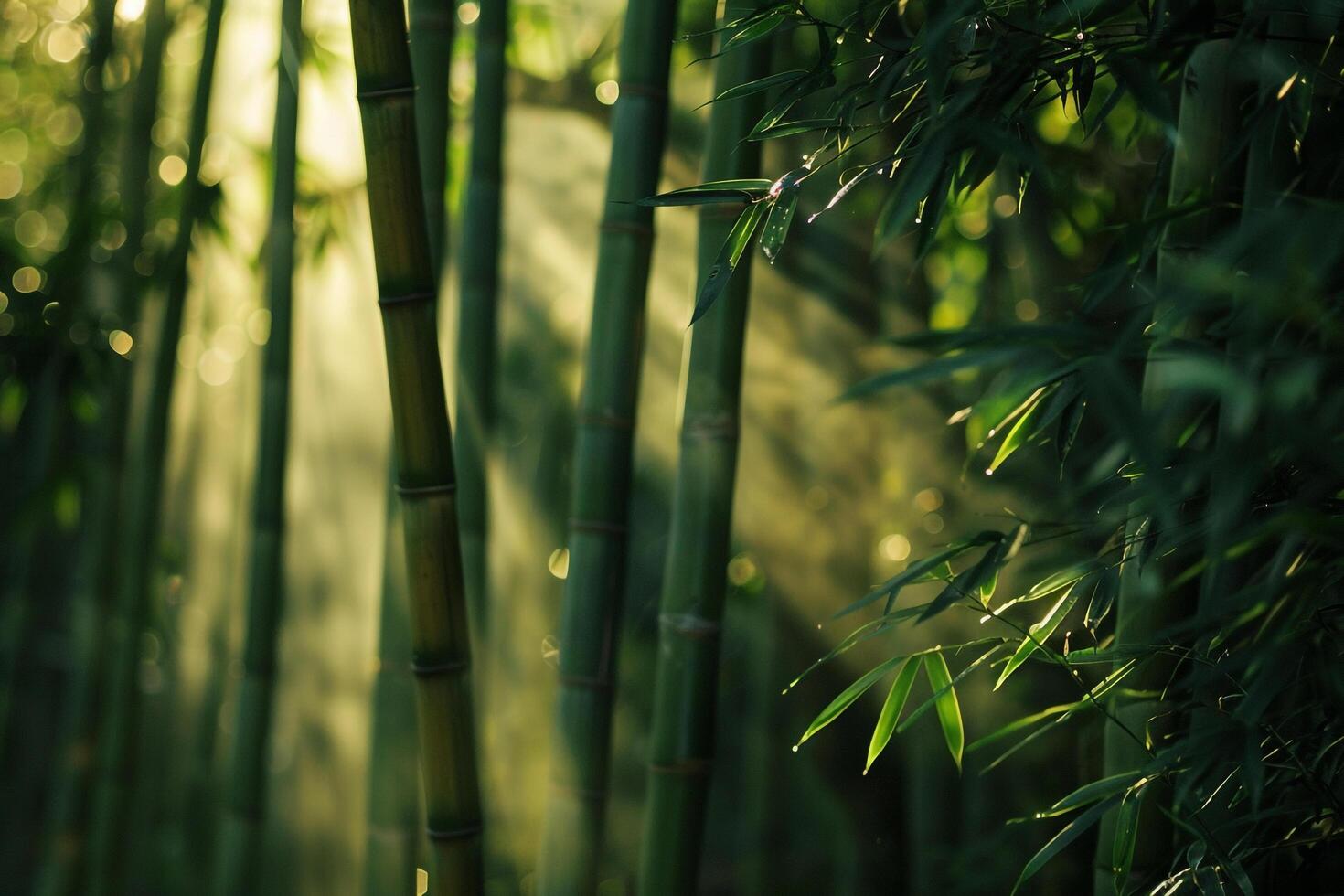 Bamboo Grove with Sunbeams Filtering Through Dense Canopy Background Nature photo