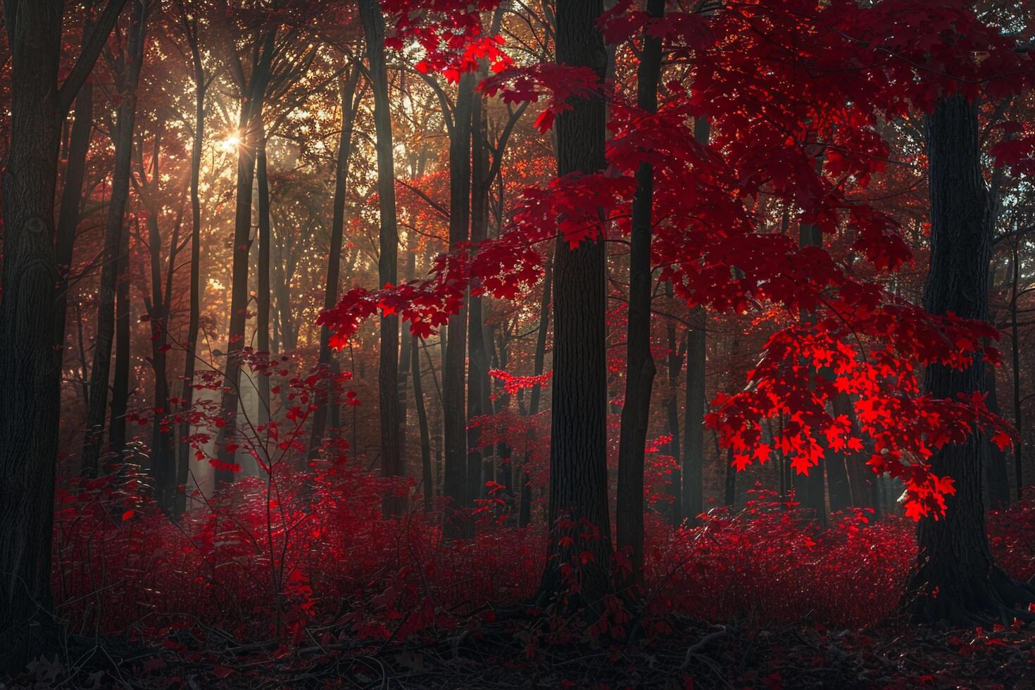 Dense Autumn Maple Grove with  Red Leaves and Sunlight Filtering Through Background Nature photo
