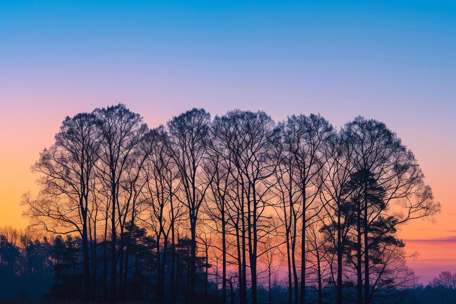 Silhouette of Trees Against a Sunset Sky Background Nature photo